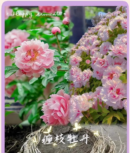 牡丹花在北方冬季的养护方法有哪些？