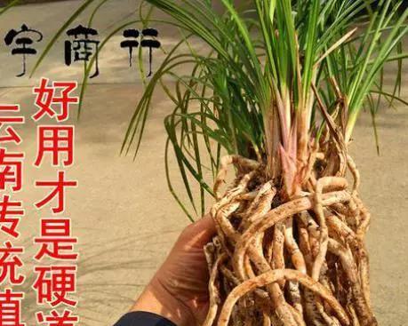 君子兰专用火山岩肥料的正确使用方法是什么？