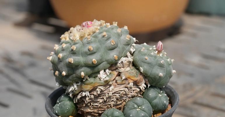 金冠鱼仙人球开花的条件是什么？如何促进其开花？