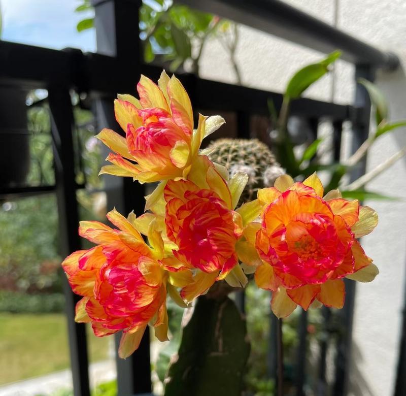 金冠鱼仙人球开花的条件是什么？如何促进其开花？