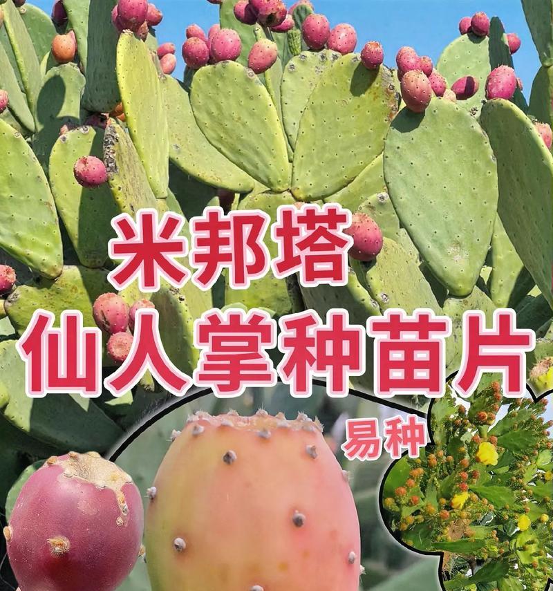 仙人掌高桩盆栽的养护要点是什么？如何促进其健康成长？