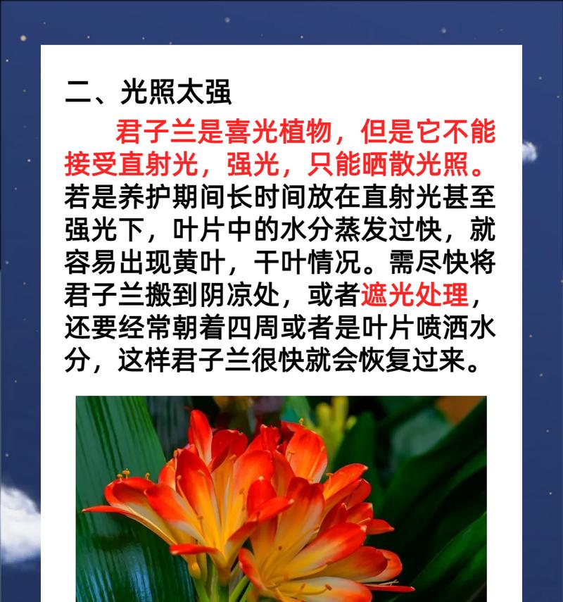 君子兰叶子全黄是怎么回事？