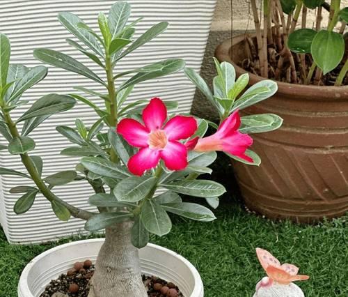 用什么土养玫瑰花才能更美观？
