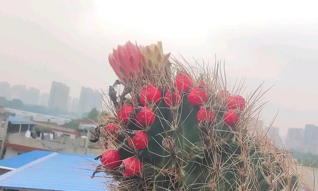 龙王仙人球盆栽选择？哪种盆栽更适合龙王仙人球？