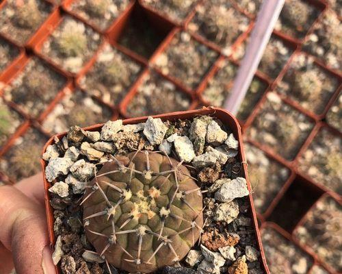 龙王仙人球盆栽选择？哪种盆栽更适合龙王仙人球？