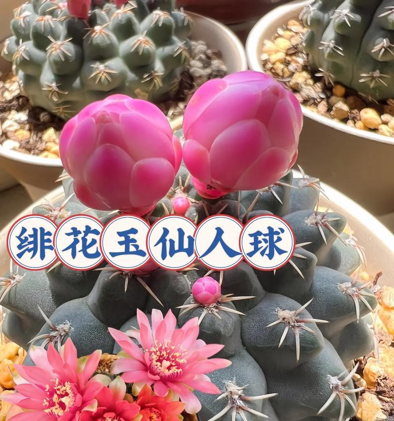 仙人球耐寒品种如何养护？