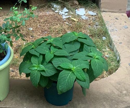 玫瑰花谷芽快速生长需要哪种肥料？