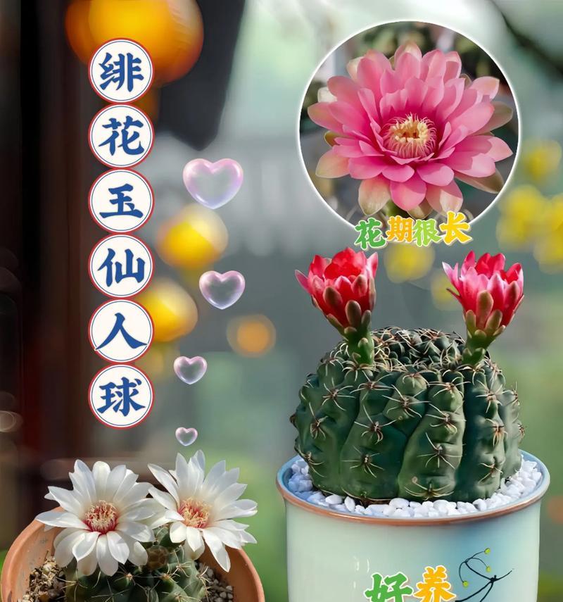 仙人球大量开花的可能原因是什么？