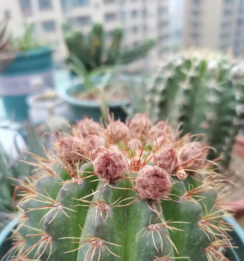 仙人球大量开花的可能原因是什么？