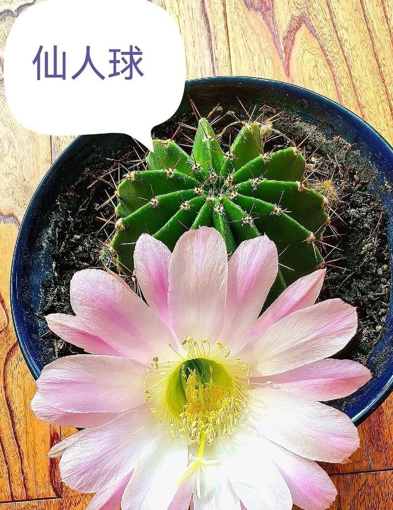 仙人球大量开花的可能原因是什么？