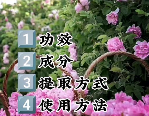 如何有效催熟玫瑰花苞？有哪些可行的方法？
