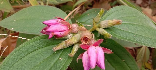 牡丹花根冬季室内如何保存？保存技巧有哪些？