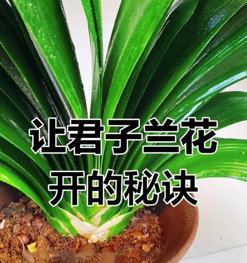 君子兰不开花可能是哪些因素导致的？