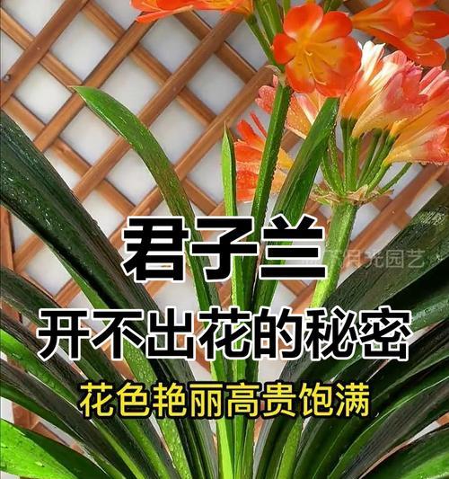 君子兰不开花可能是哪些因素导致的？