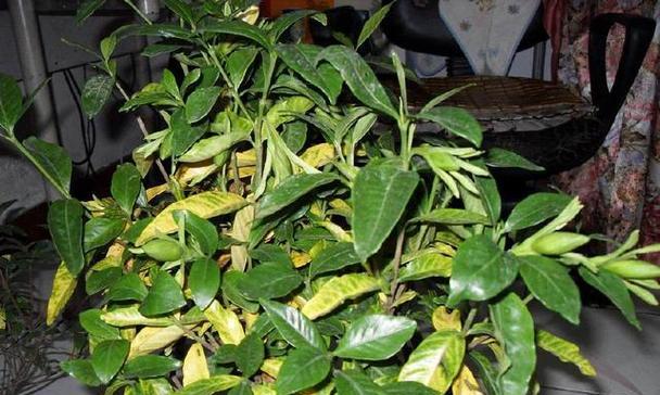 牡丹花使用羊粪肥料的正确方法是什么？如何进行合理施肥？