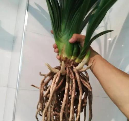 大君子兰连盆多久能开花结果？养护管理要点是什么？