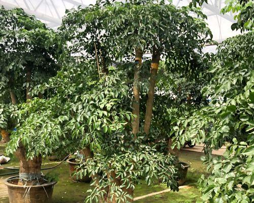 大君子兰连盆多久能开花结果？养护管理要点是什么？