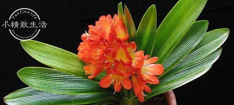 大君子兰连盆多久能开花结果？养护管理要点是什么？
