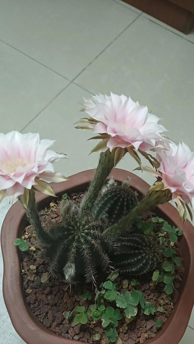 春季种植仙人球的正确方法是什么？