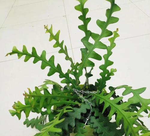 春季种植仙人球的正确方法是什么？