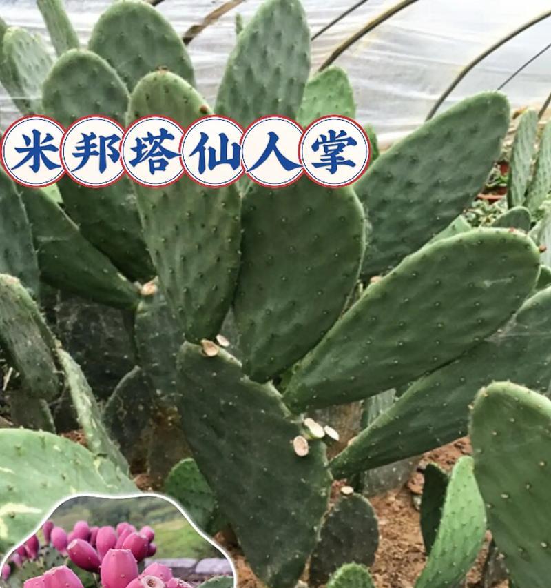 米哈仙人球如何种植才能更美观？有哪些技巧？