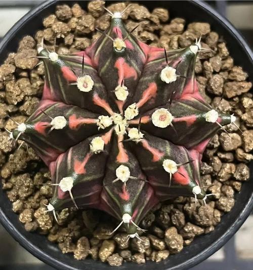 米哈仙人球如何种植才能更美观？有哪些技巧？