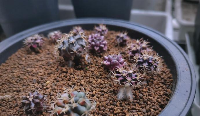 米哈仙人球如何种植才能更美观？有哪些技巧？
