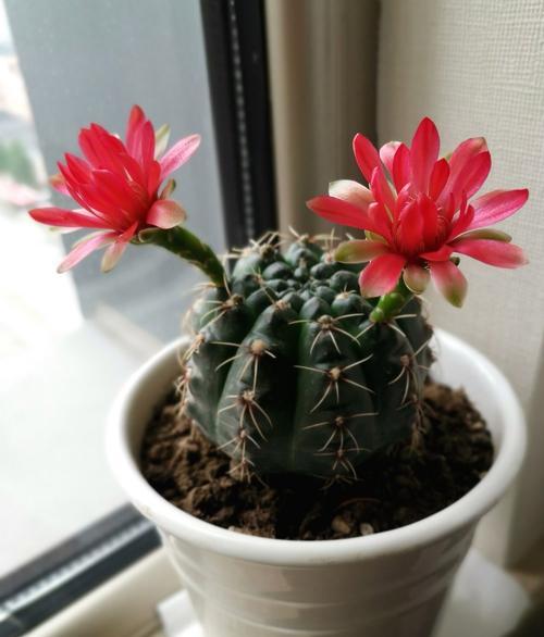 仙人球砍头苗的种植方法是什么？