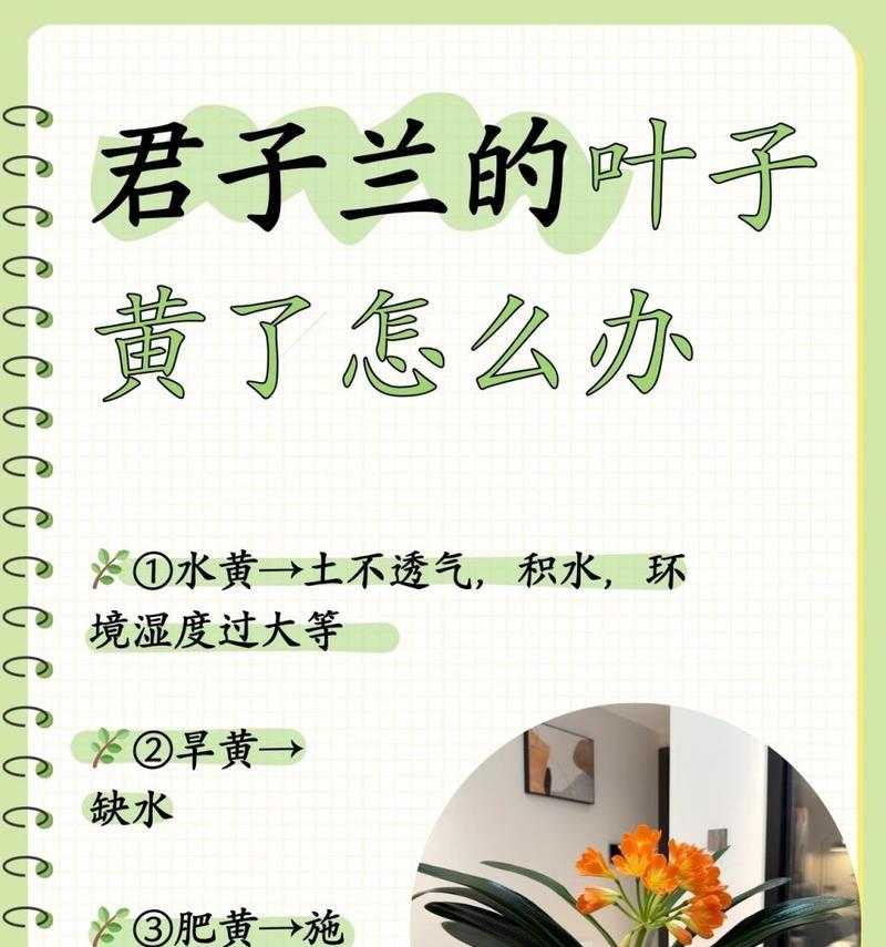 君子兰叶子发黄的原因是什么？如何解决？