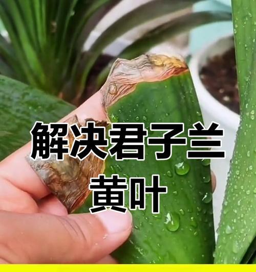 君子兰叶子发黄的原因是什么？如何解决？