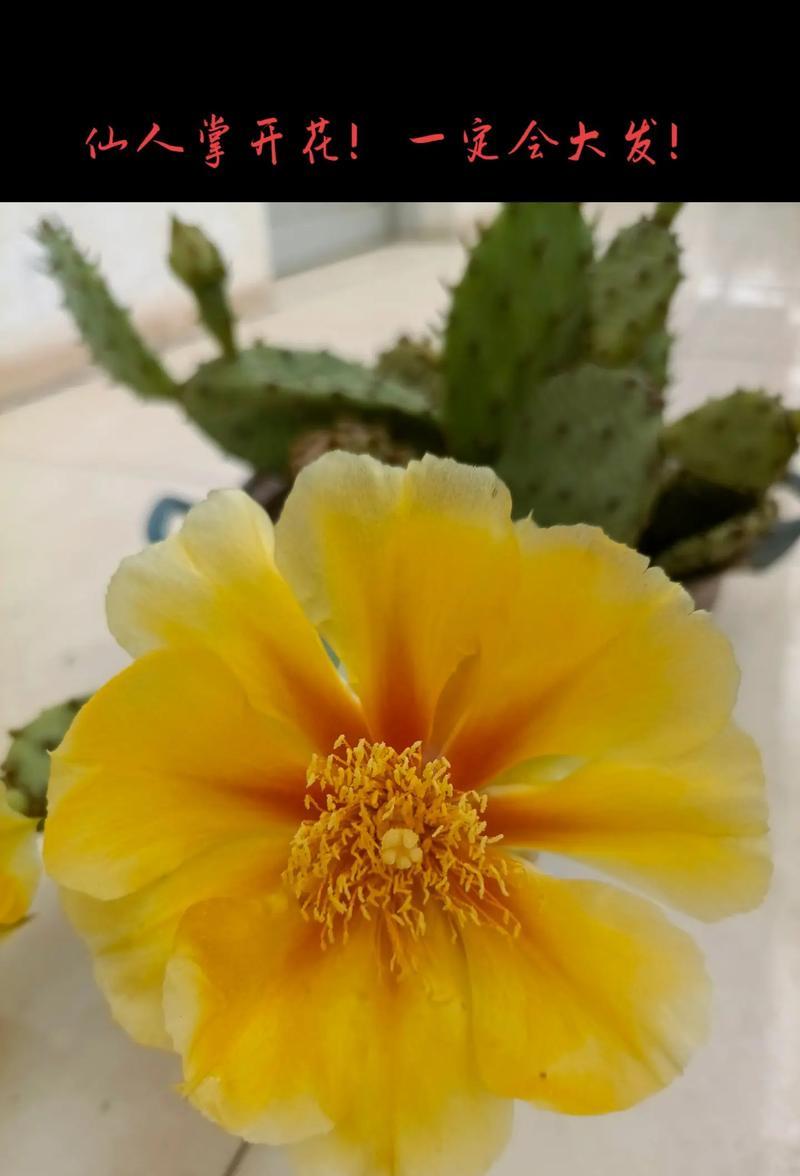 买到的仙人掌如何养护才能开花？有哪些技巧可以让它顺利开花？