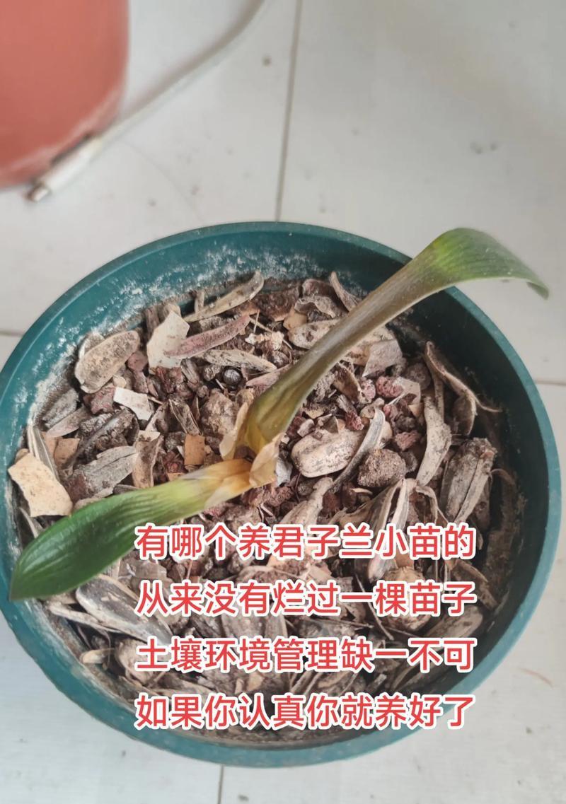 花园土养君子兰施肥技巧是什么？怎样施肥效果最佳？