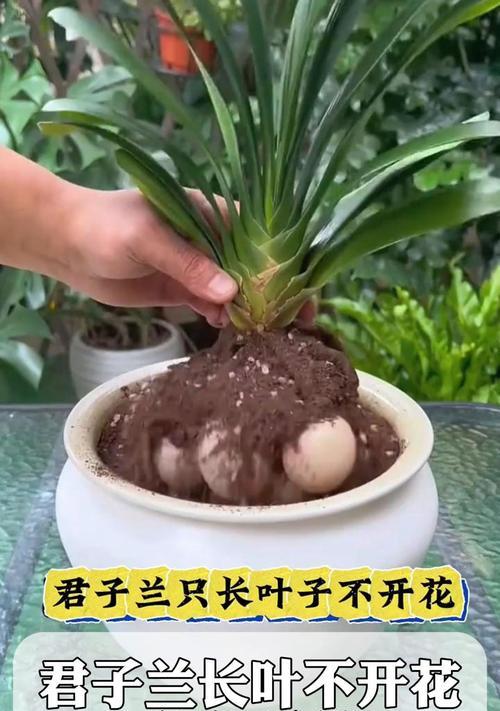 花园土养君子兰施肥技巧是什么？怎样施肥效果最佳？