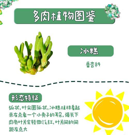 雪花糕仙人球的养殖技巧是什么？
