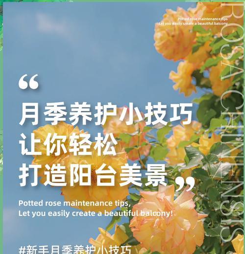 盆栽月季牡丹花养护管理方法是什么？如何操作？