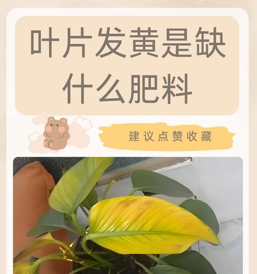 君子兰新叶发黄可能的原因有哪些？如何处理？