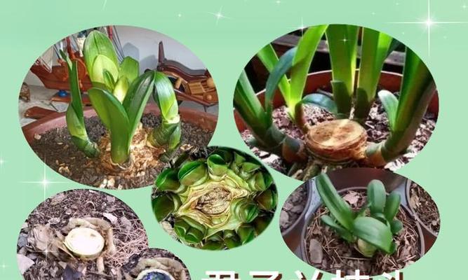 大型君子兰红花的正确养护方法是什么？