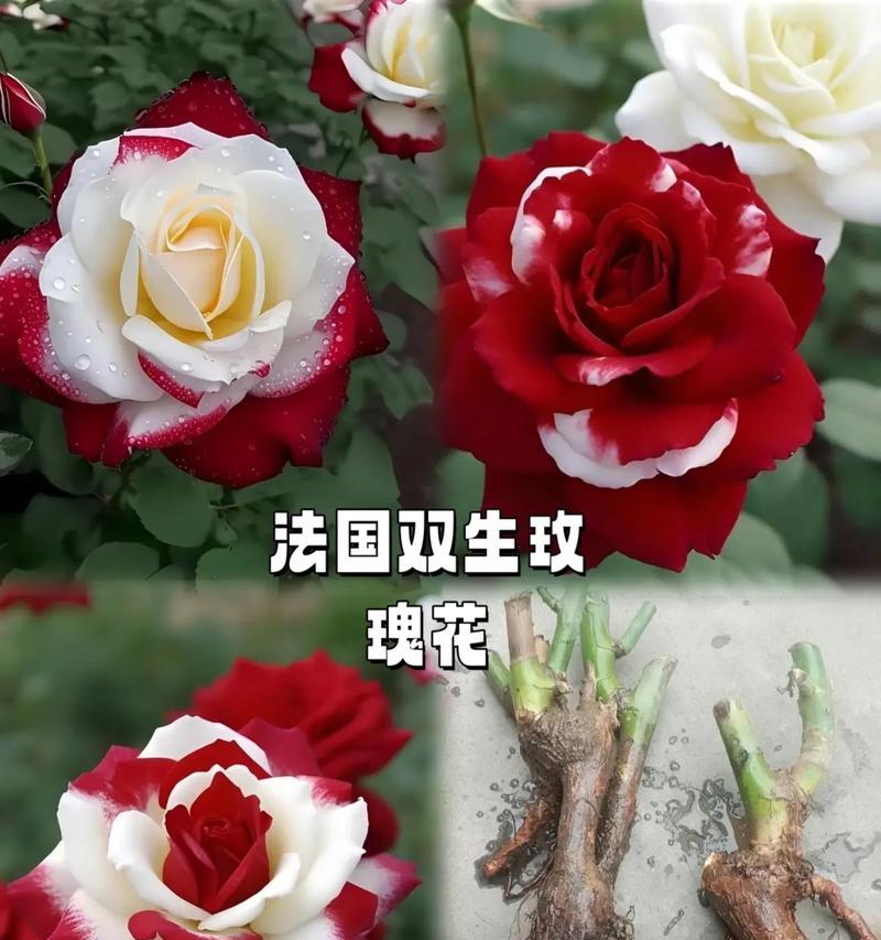 盆栽西湖玫瑰花的养护技巧是什么？