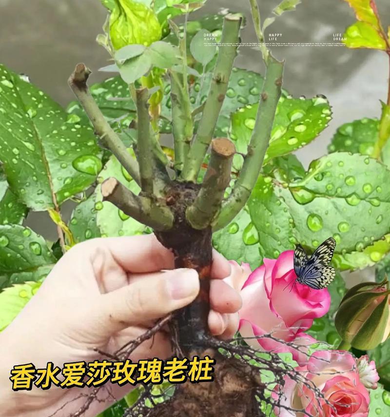 盆栽西湖玫瑰花的养护技巧是什么？