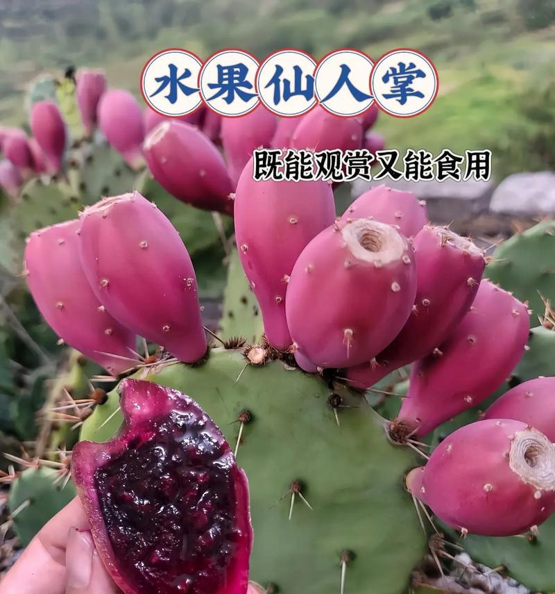 仙人掌虎头牛角的开花秘诀是什么？