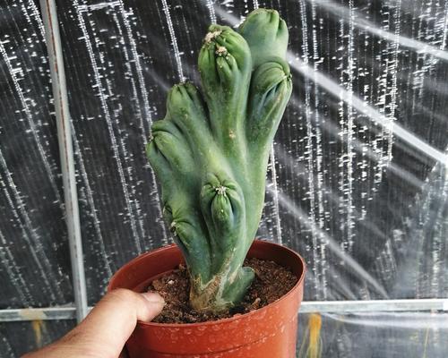 仙人掌虎头牛角的开花秘诀是什么？