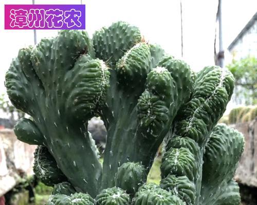 仙人掌虎头牛角的开花秘诀是什么？