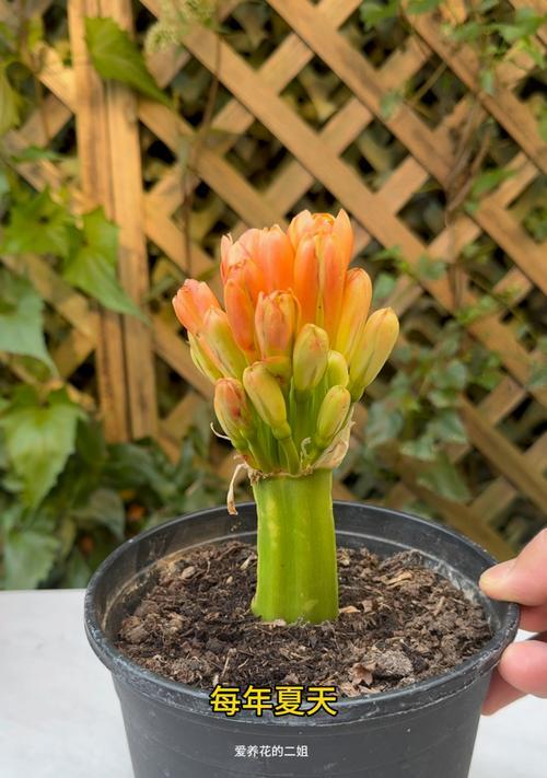 新得君子兰如何养护才能开花？君子兰开花的正确养护方法是什么？