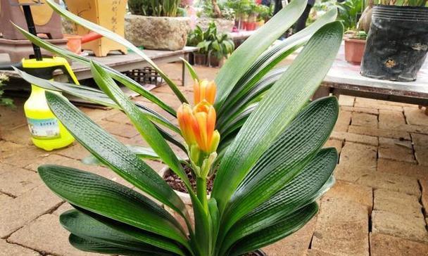 新得君子兰如何养护才能开花？君子兰开花的正确养护方法是什么？