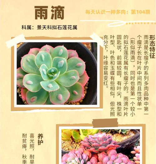 下雨天仙人球开花如何处理？有哪些注意事项？