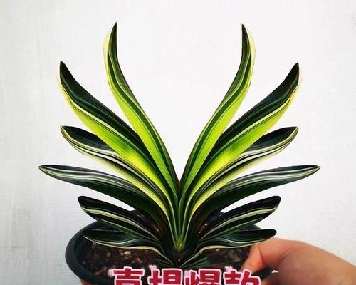 盆栽君子兰的养护管理要点是什么？