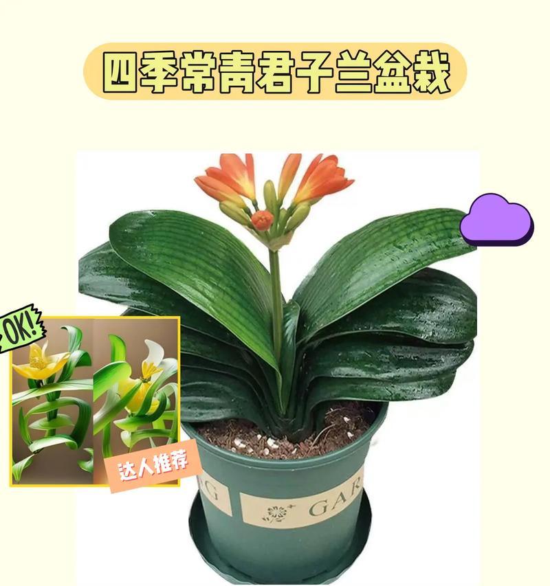 盆栽君子兰的养护管理要点是什么？