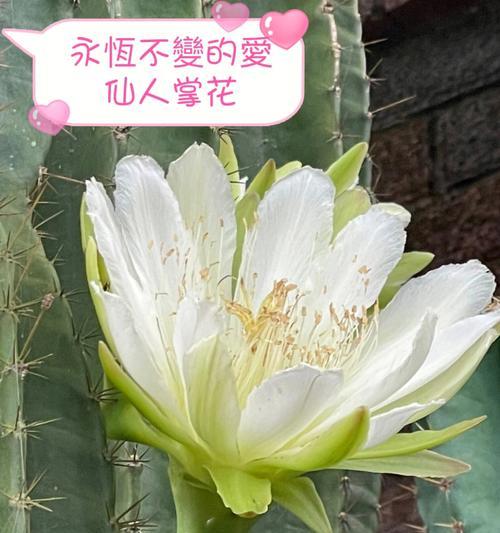 哪种花代表自由和个性？花语中如何表达个性张扬？