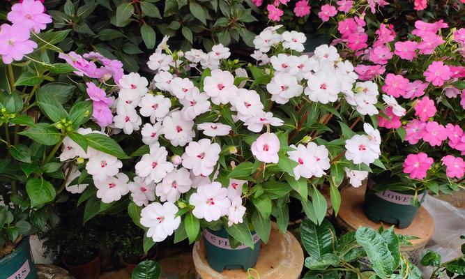 哪种花代表自由和个性？花语中如何表达个性张扬？