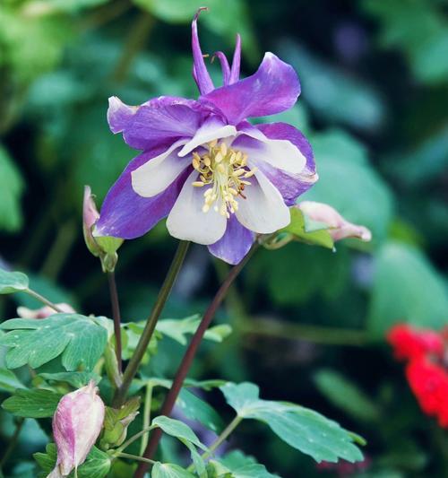 哪种花象征着坚持？坚持的花语是什么？